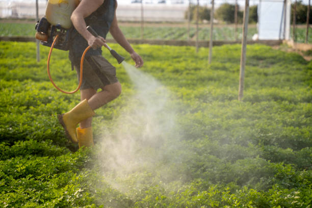 Best Insect Control  in Laie, HI