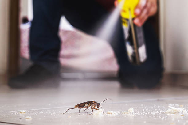 Spider Control Near Me in Laie, HI